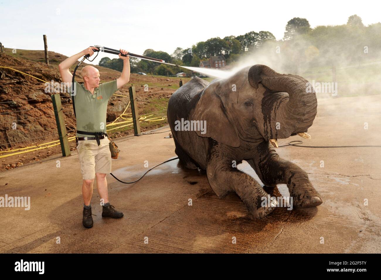 Ein afrikanischer Elefant bekommt eine Dusche und ein sauberes bei Safaripark Bewdley Uk Stockfoto