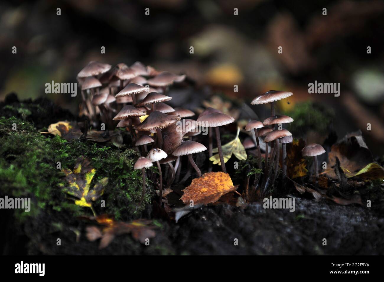 Lila Mütze - Mycena Pura Pilze uk Stockfoto