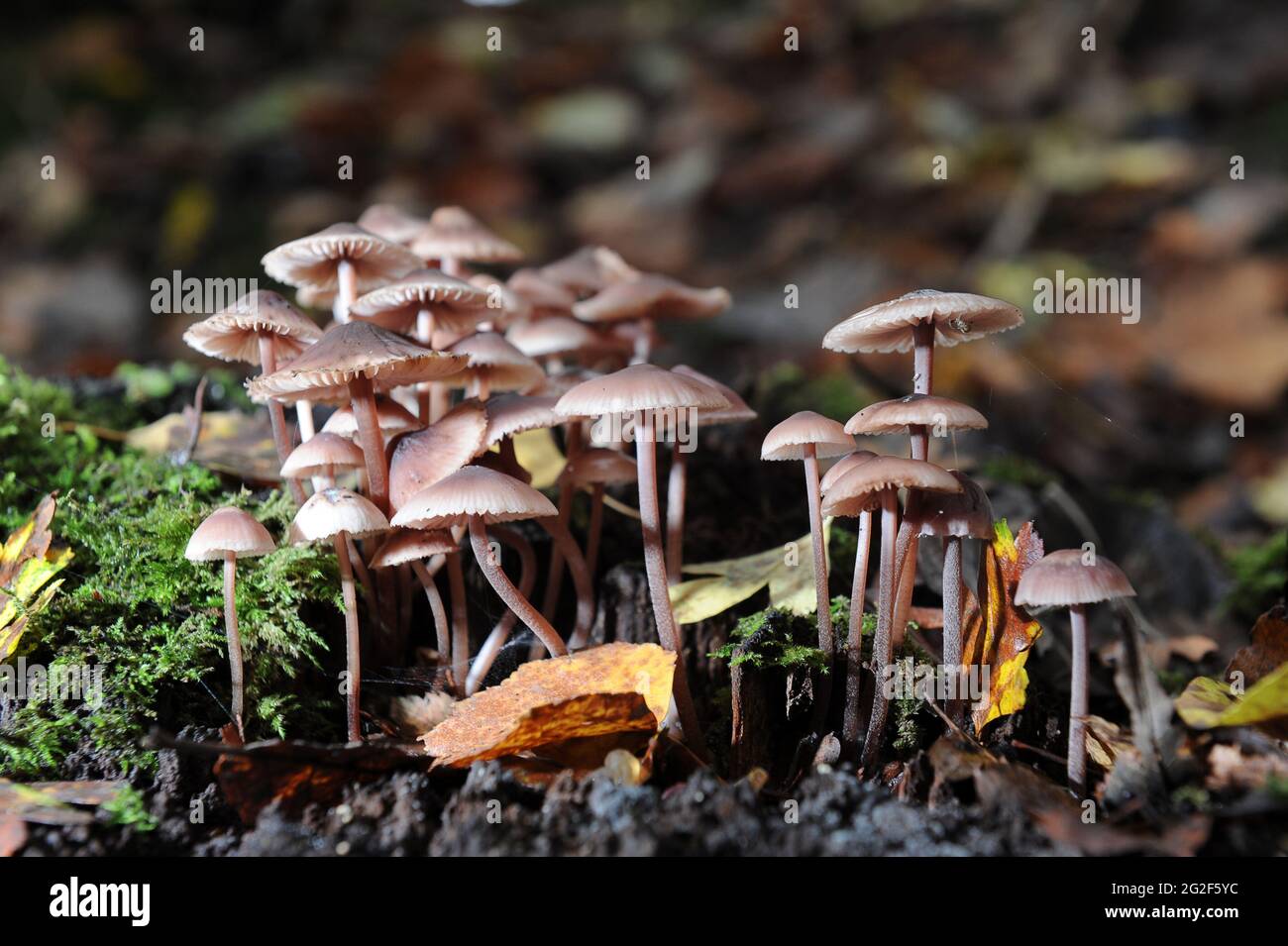 Lila Mütze - Mycena Pura Pilze uk Stockfoto