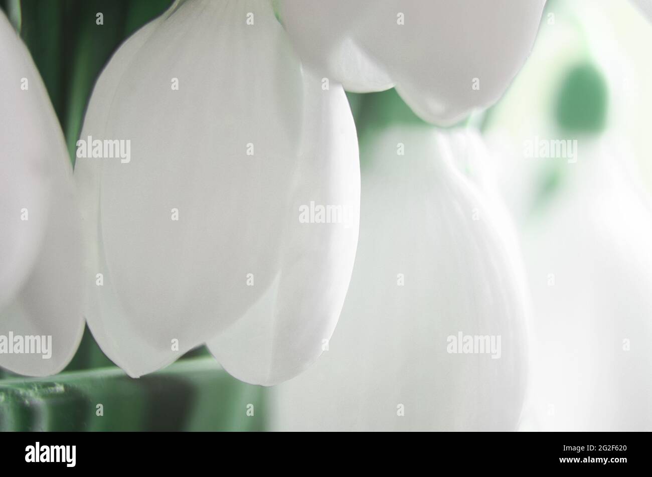 Schöne Blumen von Schneeglöckchen aus der Nähe. Erste Frühlingsblumen Stockfoto