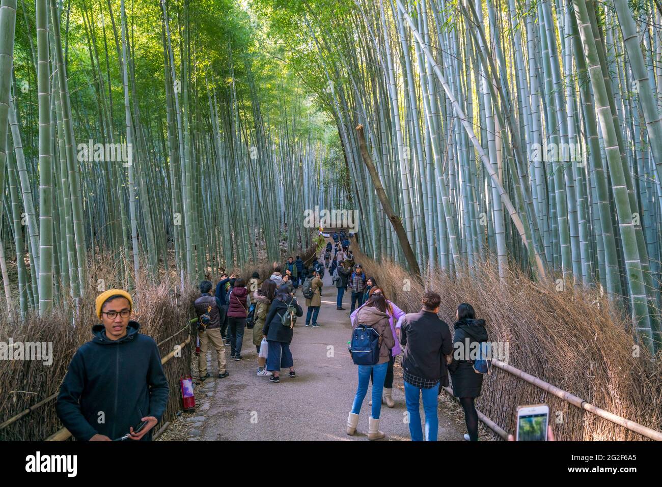 Kyoto, Japan - 12.02.2017: Menschen, die im Seitenschiff des Bambuswaldes, dem Arashiyama Bambushain, spazieren gehen Stockfoto