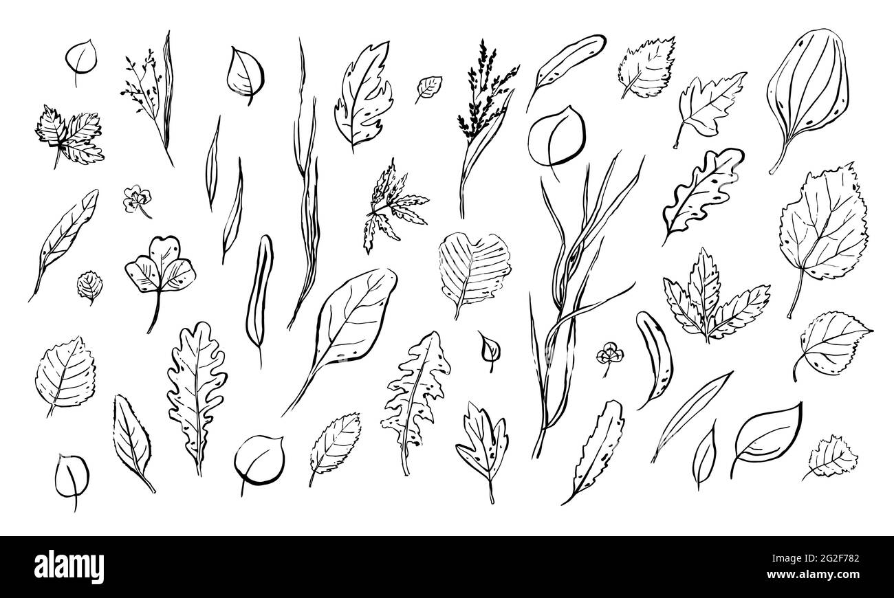 Lässt Skizzen gesetzt. Handgezeichnete Kräuter isoliert auf weißem Hintergrund. Sammlung von Kritzelpflanzen. Natur, Gartenarbeit, Wald, Sommer, Herbstschilder. Blatt von Stock Vektor
