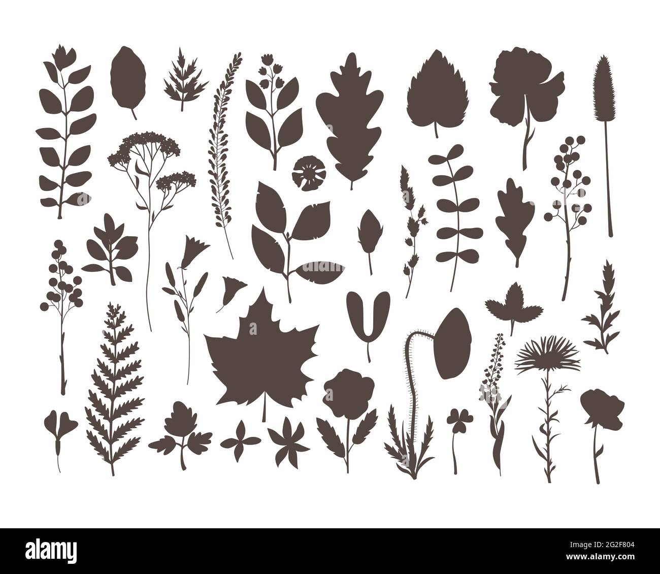 Der Vektor mit Herbarium Blättern und Blumen gesetzt. Hobby. Botanic Set im schlichten Stil. Stock Vektor