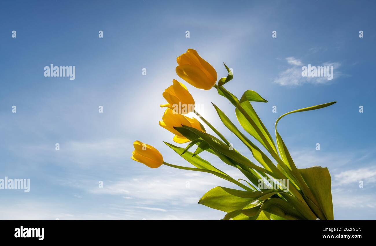 Ein Bouquet von Frühlingsbüscheln im Sonnenlicht der untergehenden Sonne. Stockfoto