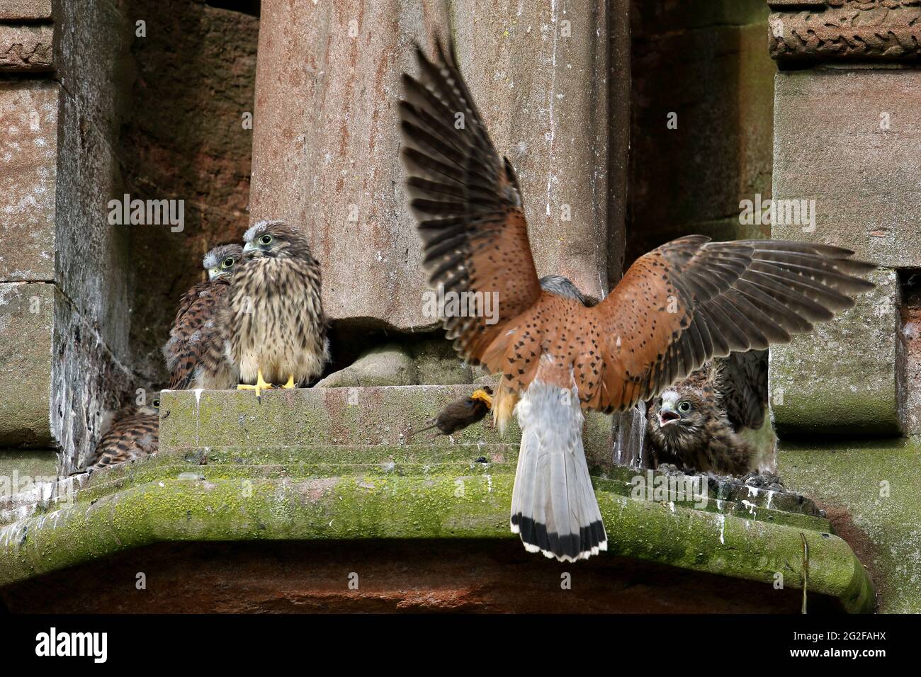 Kestrel Nest mit Chicks hinter einer Statue. Ein erwachsener Mann bringt Beute Stockfoto