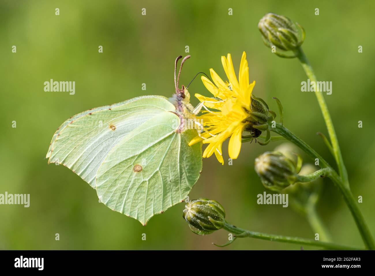 Brimstone Butterfly (Gonepteryx rhamni) füttert im Sommer an der Wildblume der Falkbit, Großbritannien Stockfoto