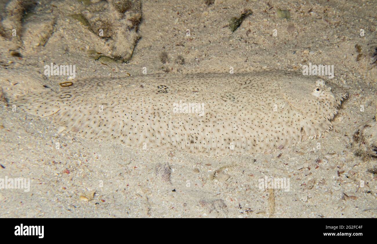 Nahaufnahme von moses alleinige pardachirus marmoratus Plattfisch getarnt, während er auf sandigem Meeresboden schwimmt Stockfoto