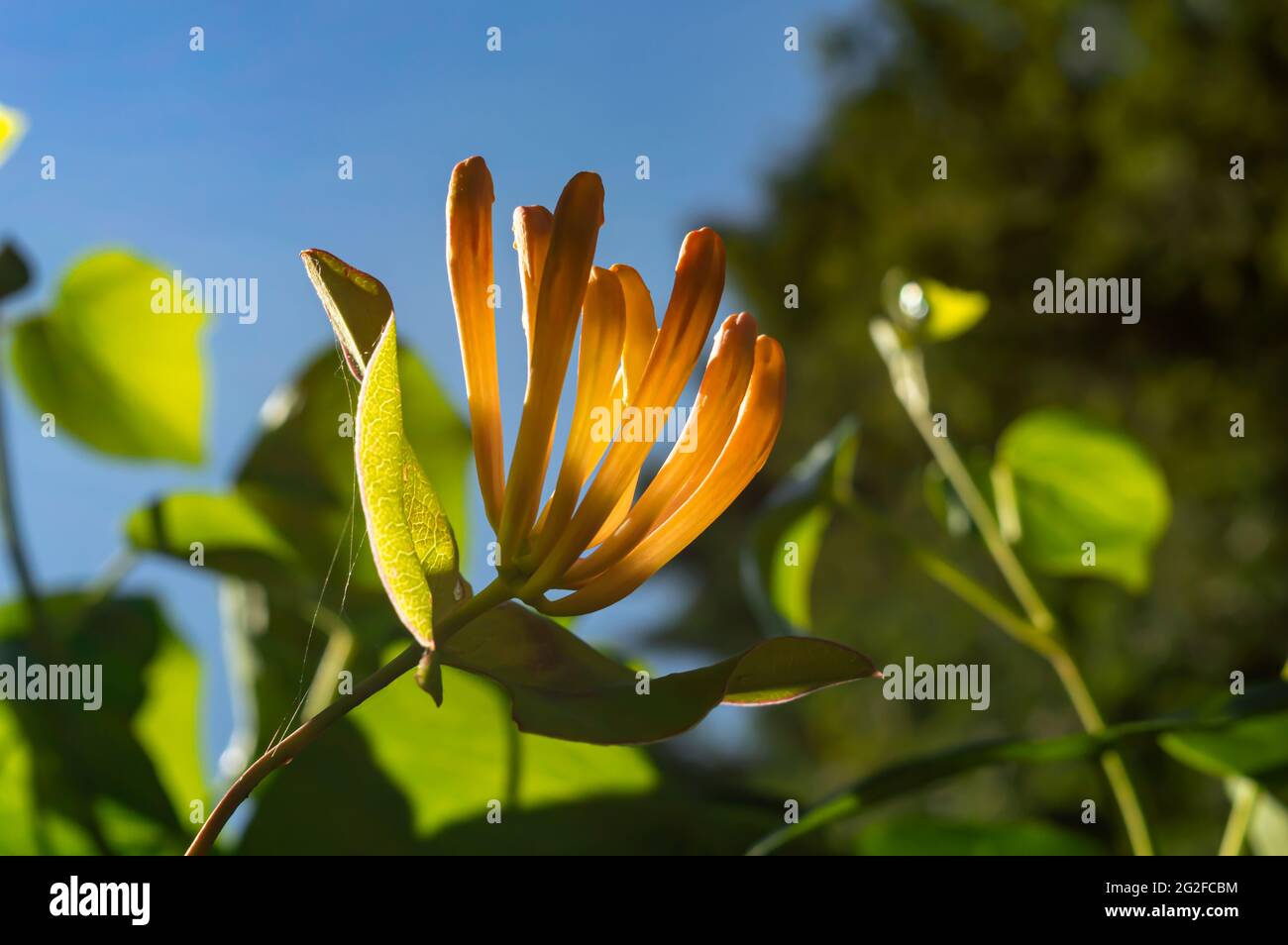 Nahaufnahme einer orangefarbenen „Mandarin“-Geißelblume am blauen Himmel Stockfoto