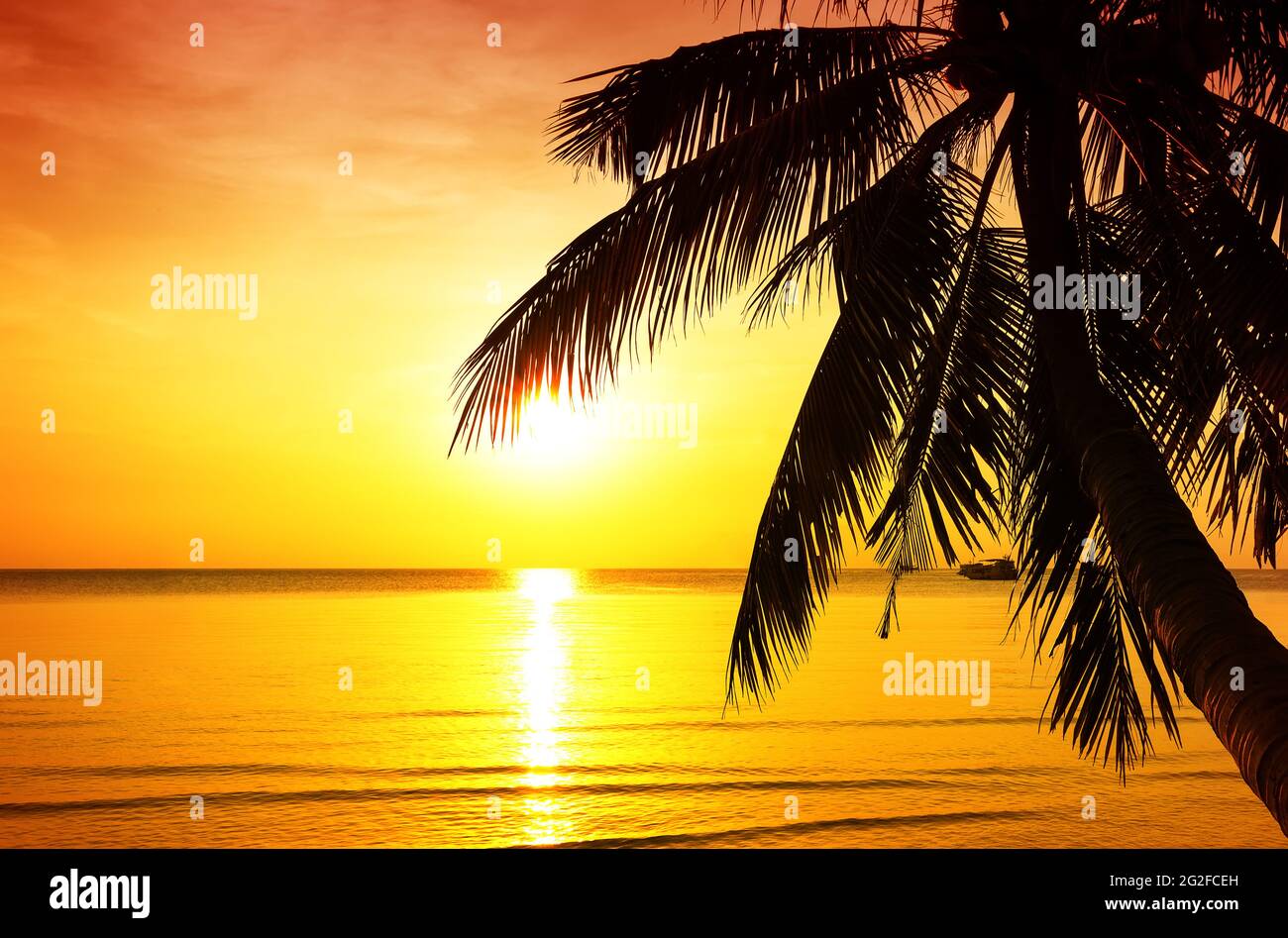 Palmen Silhouette auf Sonnenuntergang tropischen Strand. Kokospalme gegen bunten Sonnenuntergang am Strand in Phuket, Thailand. Stockfoto