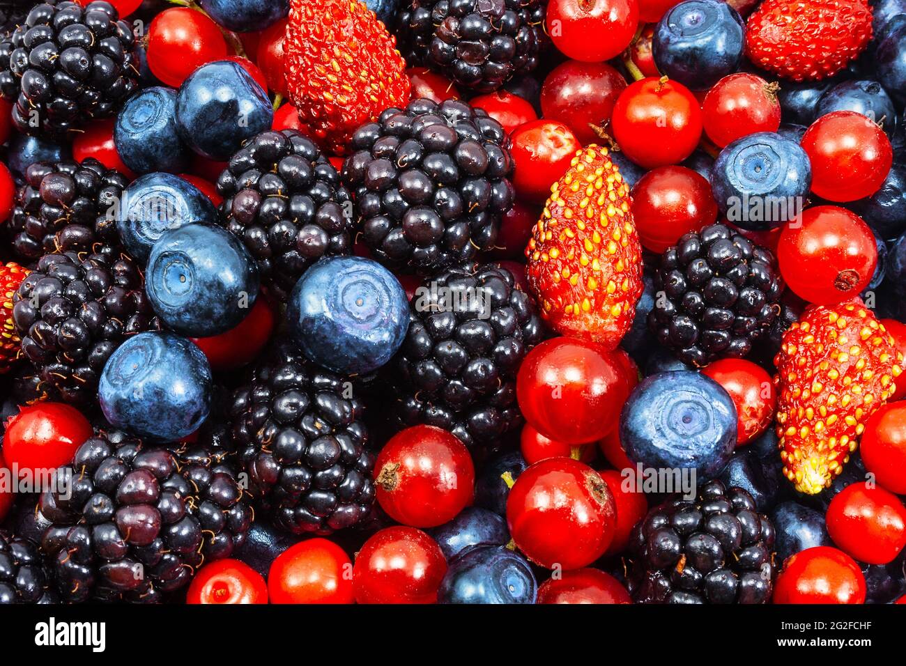 Hintergrund von frischen Sommerbeeren. Reife Brombeeren, Heidelbeeren, Erdbeeren und Himbeeren. Draufsicht. Hintergrund von schwarz-blauen und roten Beeren. Pa Stockfoto