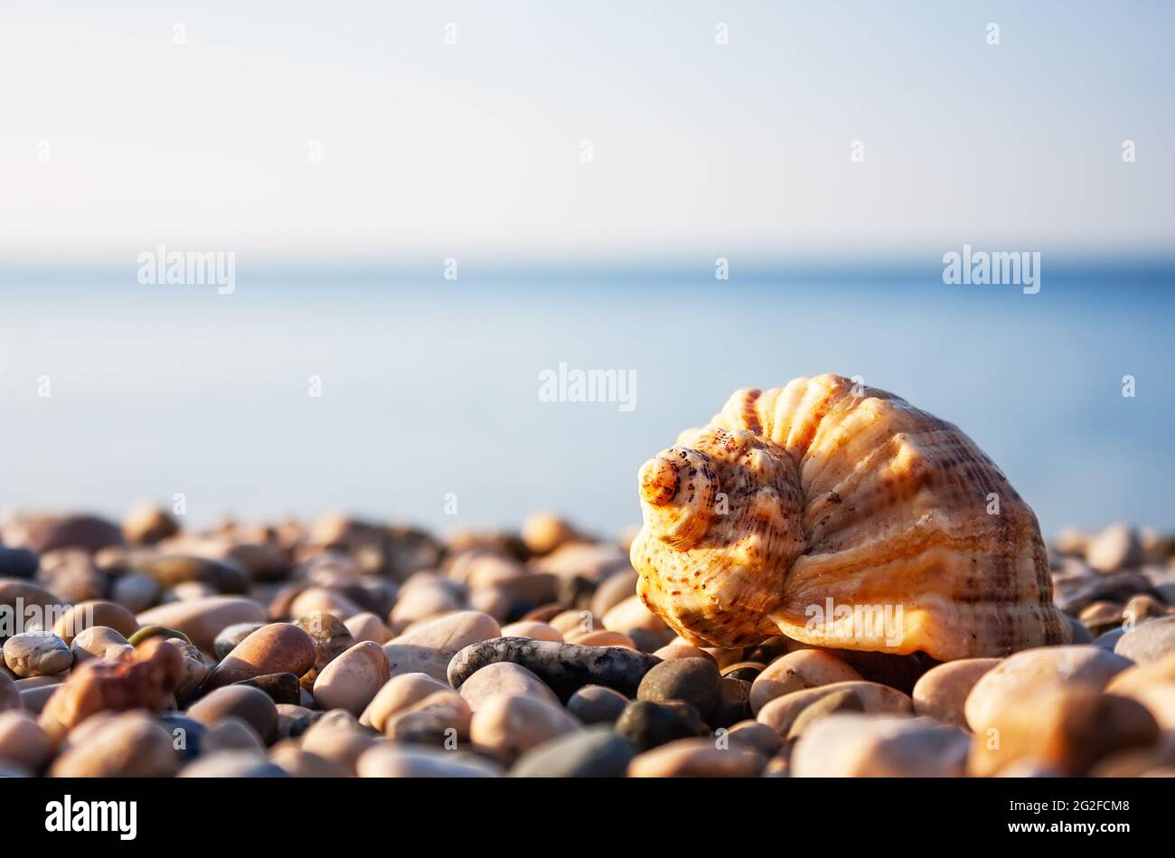 Meeresmuschel mit Meer und blauem Himmel auf dem Hintergrund. Sommerfoto von Muschel am Strand und freier Platz für Ihre Dekoration. Stockfoto