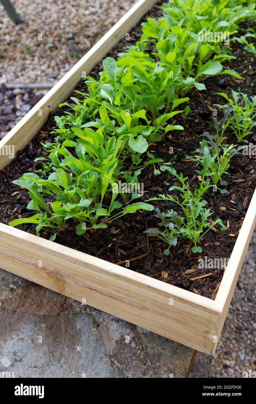 Junger Salat, der in einer alten Holzschublade wächst. Stockfoto