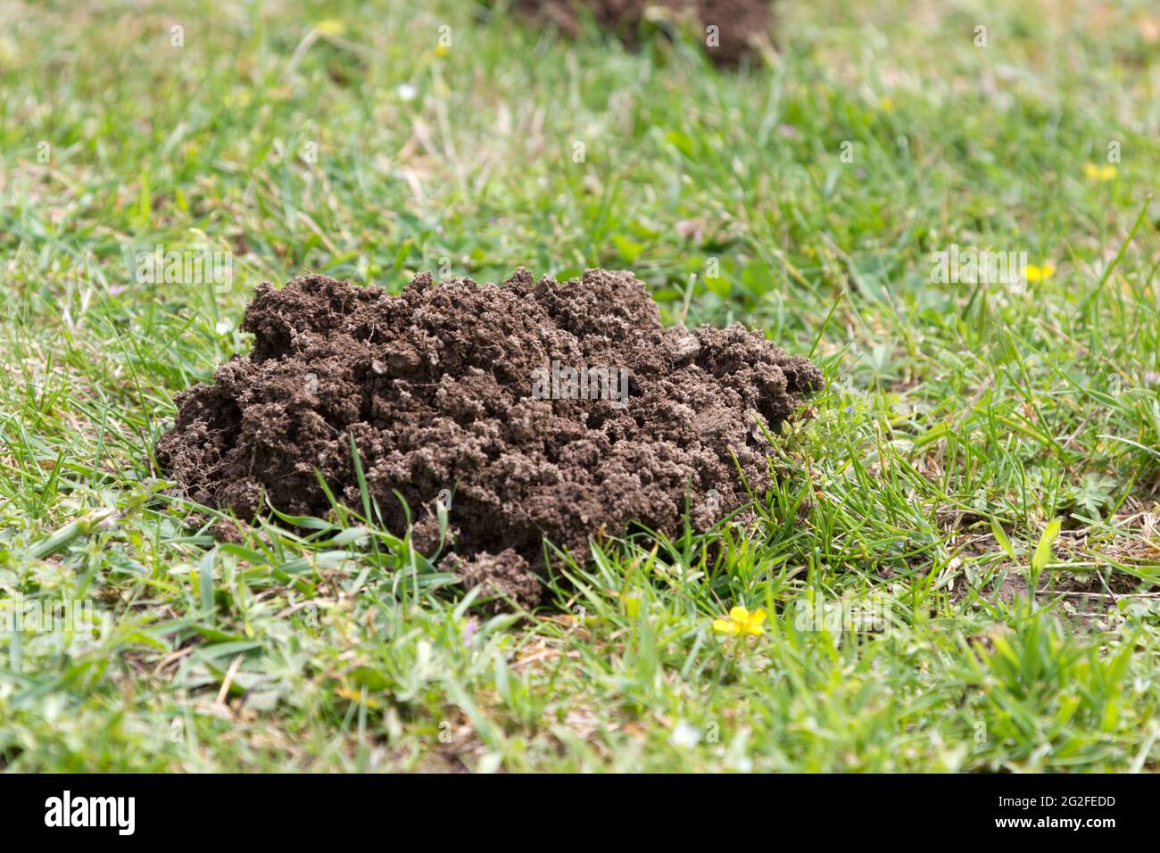 Ein Molehill Stockfoto