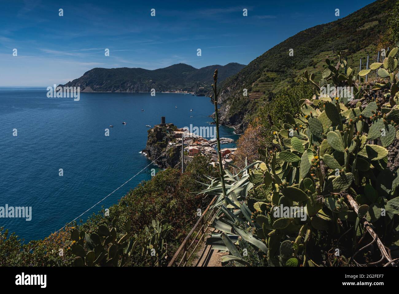 Blick auf die Stadt vernazza vom Wanderweg nach corniglia mit Cactur im Vordergrund Stockfoto