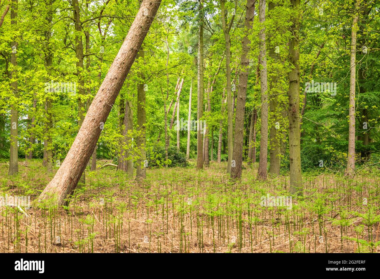 Gefallener, gebrochener Baum im britischen Wald in england. Stockfoto