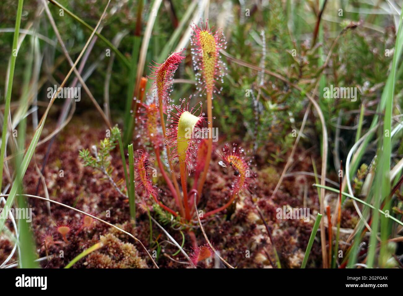 Langblättrige Sonntagspflanze (Drosera intermedia), Großbritannien. Stockfoto