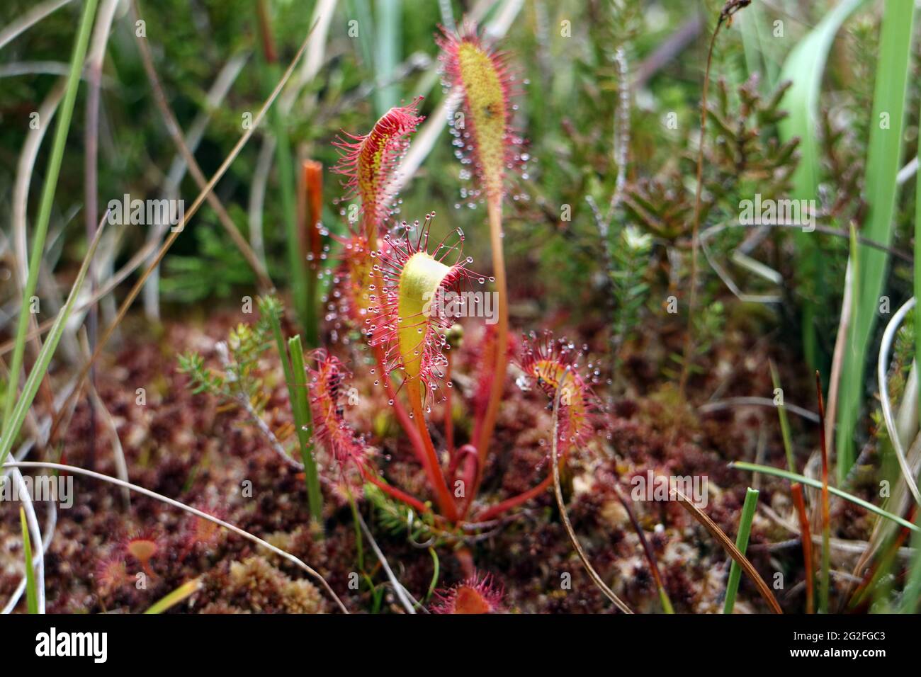 Langblättrige Sonnentauchpflanze (Drosera intermedia), NW Highlands, Schottland, Großbritannien. Stockfoto