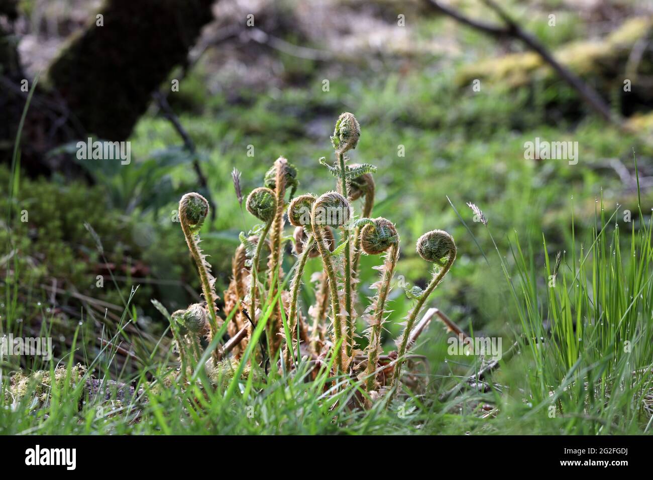 Bracken Fern Fiddleheads (Pteridium aquilinum) Unfurling, Großbritannien Stockfoto