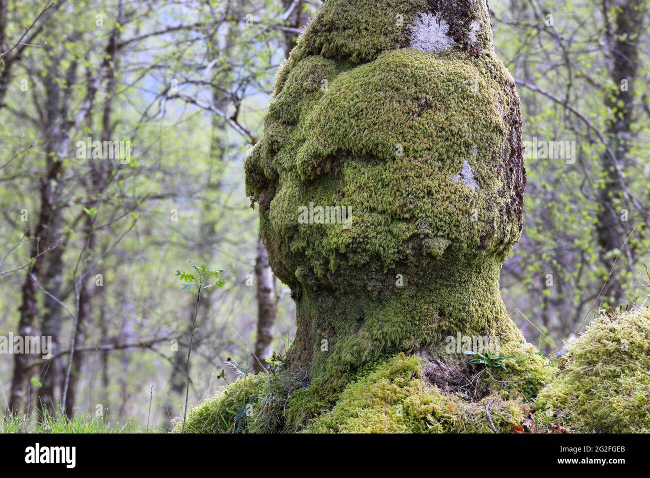 Alter Eichenbaum, geformt wie ein menschlicher Kopf, der auf einen jungen Rowan-Baum herunterschaut, der in seinem Schatten wächst, Schottland, Großbritannien Stockfoto