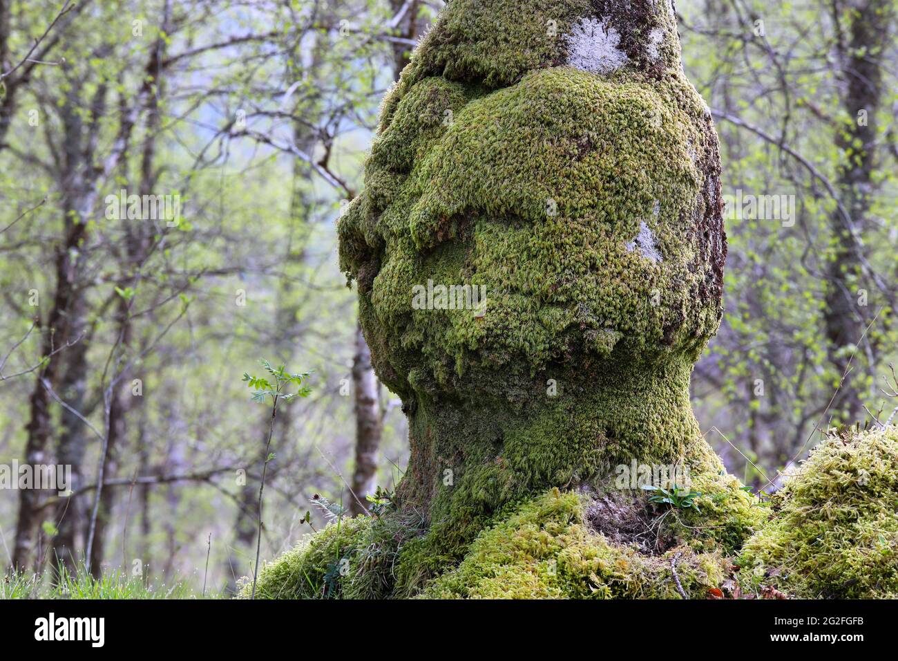 Alter Eichenbaum, geformt wie ein menschlicher Kopf, der auf einen jungen Rowan-Baum herunterschaut, der in seinem Schatten wächst, Schottland, Großbritannien Stockfoto