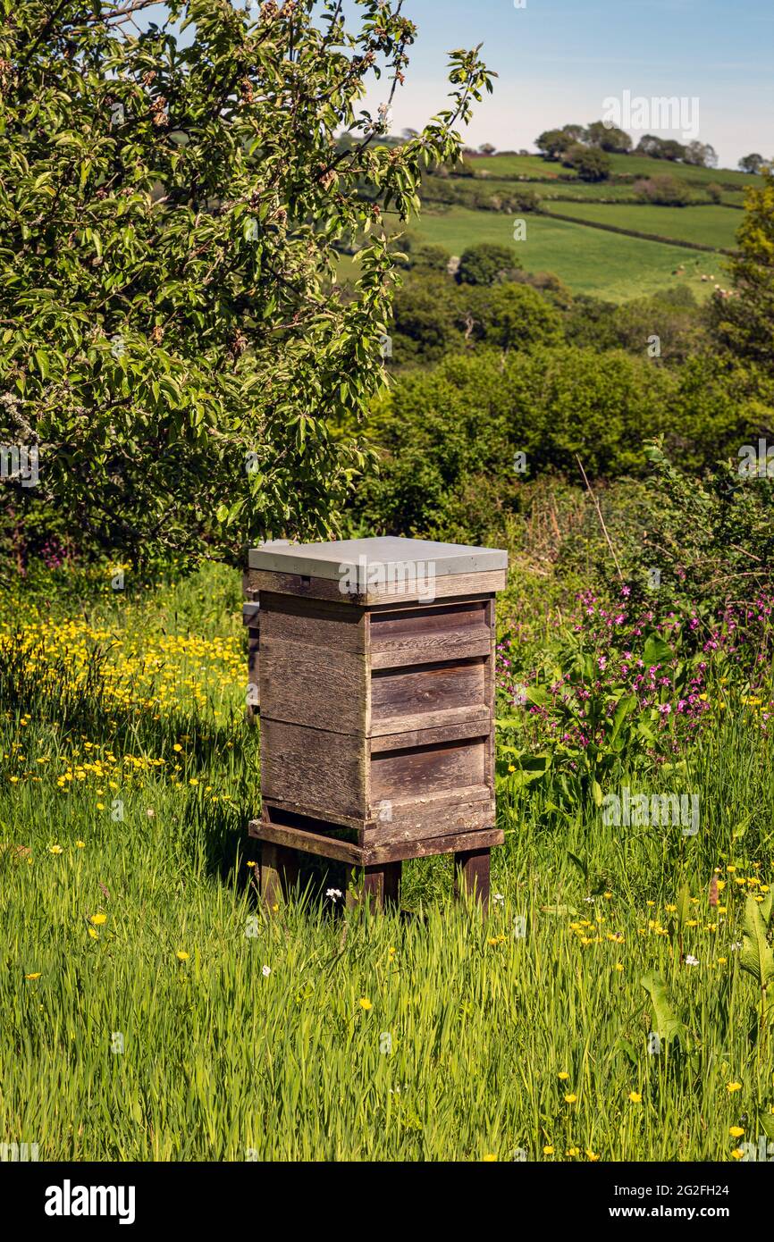 Ein Bienenstock ist eine geschlossene Struktur, in der einige Honigbienenarten der Untergattung APIs leben und ihre Jungen aufziehen. Honigbienennest. Sechseckiges Prisma Stockfoto