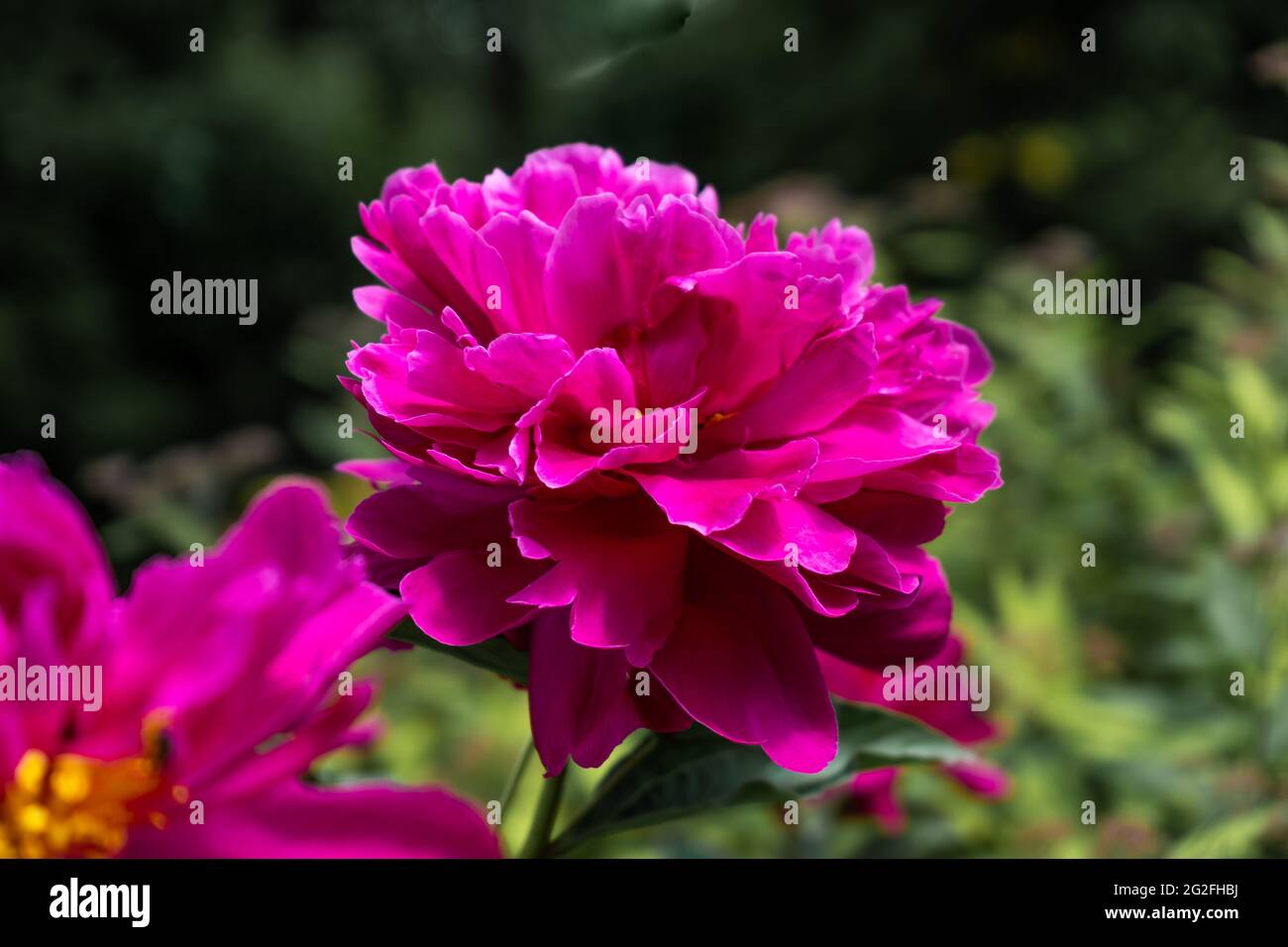 Leuchtend rosa Pfingstrose im Garten. Sommerblume aus nächster Nähe. Floraler Hintergrund. Große Knospe dunkler Pfingstrose. Stockfoto
