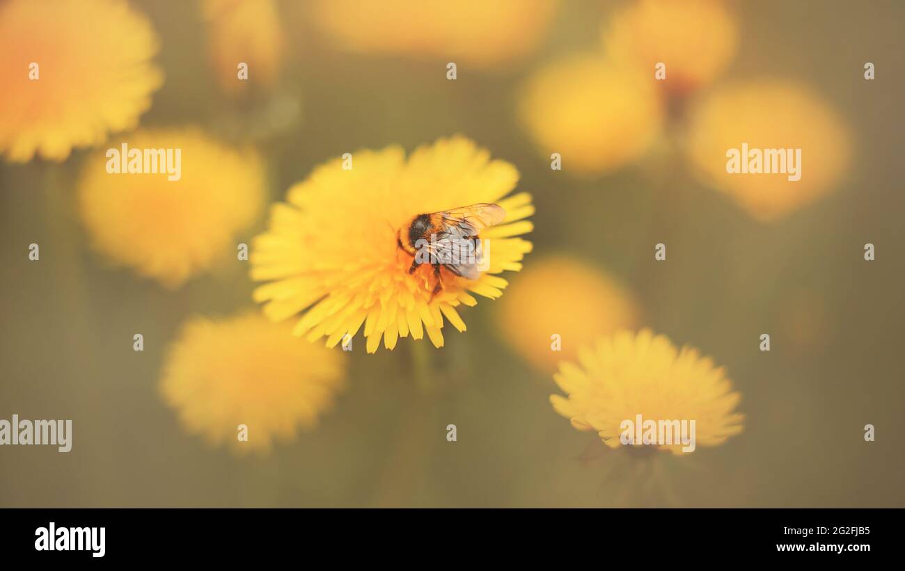 Eine kleine gestreifte Hummel mit dünnen transparenten Flügeln sammelt Pollen von einem blühenden, leuchtend gelben Dandelion, der im Sommer auf der Wiese wächst. Natur Stockfoto