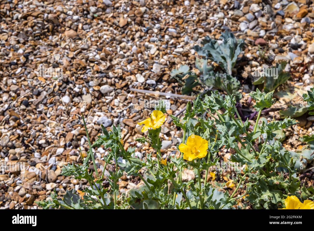 Gelbkörniger Mohn (Glaucium flavum) blüht am Kiesstrand in Southsea, Portsmouth, Hampshire, Südküste Englands Stockfoto