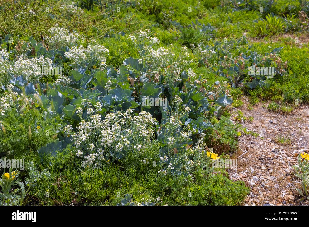 Holophyte Sea Kale (Crambe maritima) mit weißen Blüten, die am Kiesstrand von Southsea, Portsmouth, Hampshire, Südküste Englands, wachsen Stockfoto