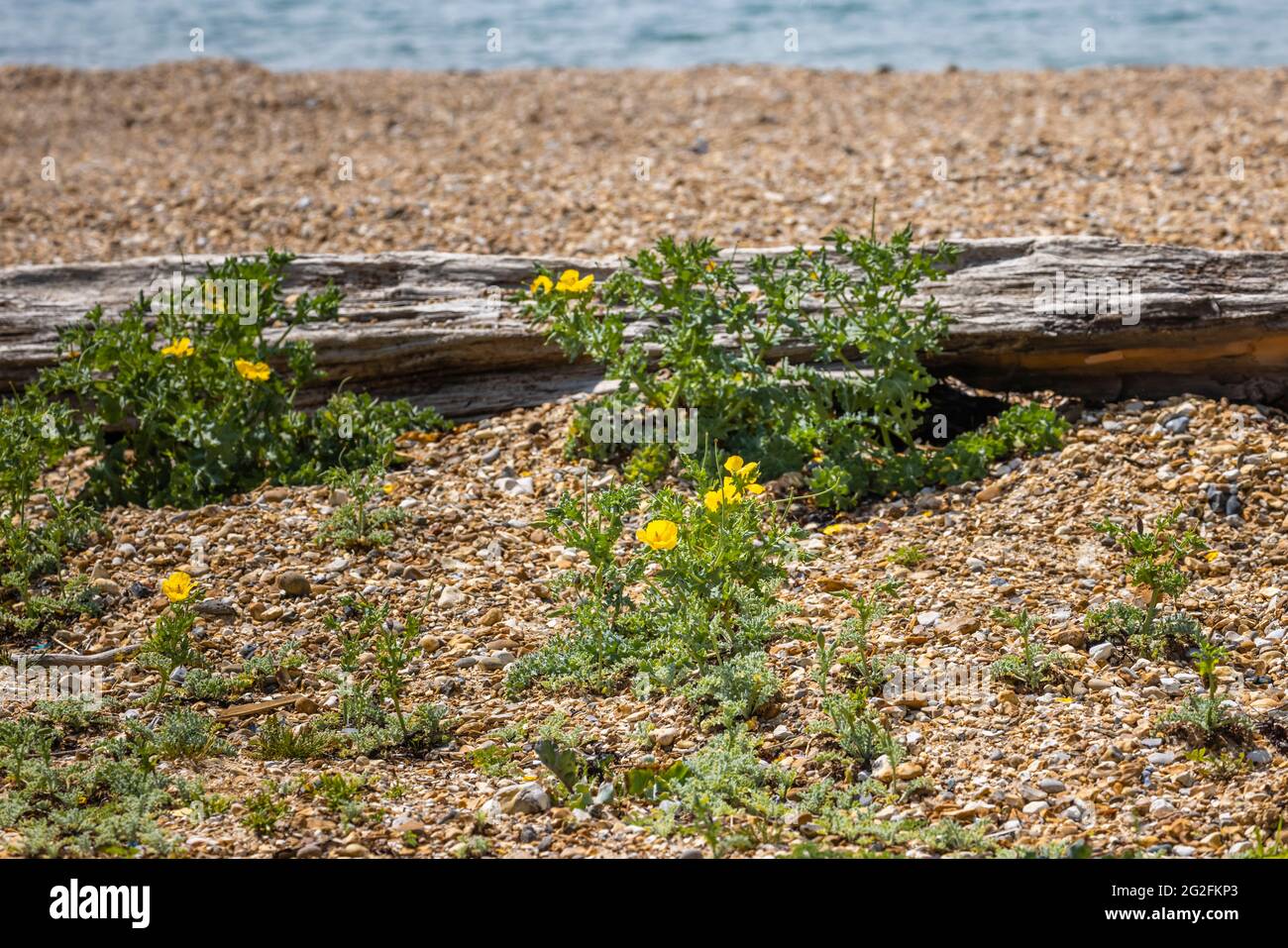 Gelbhornmohn (Glaucium flavum) und Meereskohl (Crambe maritima) wachsen am Strand von Southsea, Portsmouth, Hampshire, Südküste Englands Stockfoto