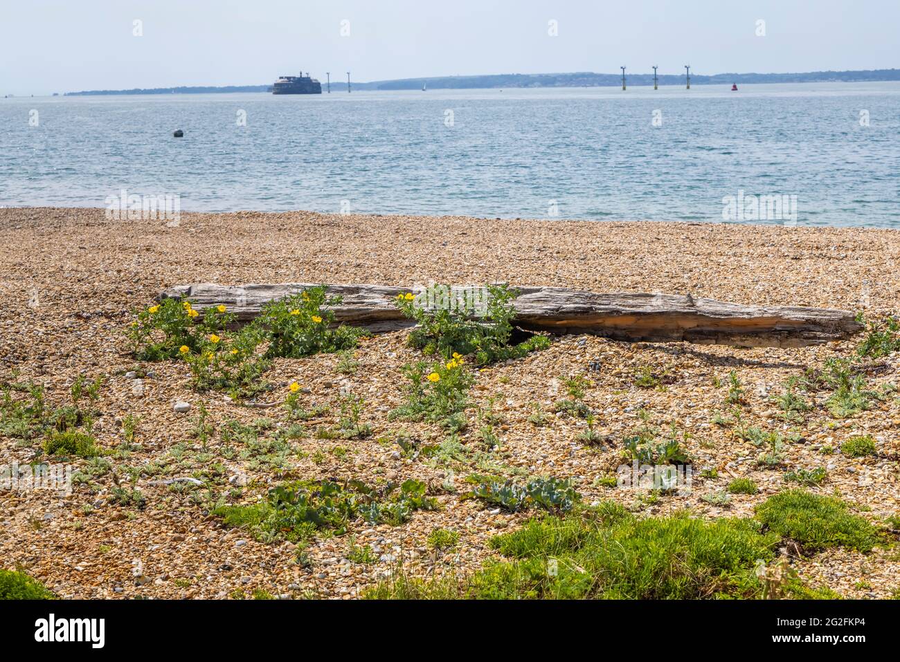 Gelbhornmohn (Glaucium flavum) und Meereskohl (Crambe maritima) wachsen am Strand von Southsea, Portsmouth, Hampshire, Südküste Englands Stockfoto