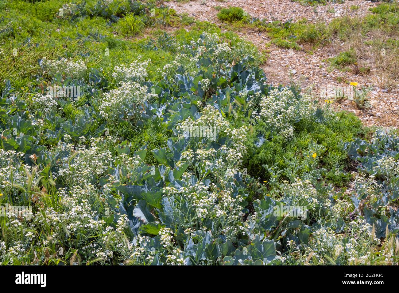 Holophyte Sea Kale (Crambe maritima) mit weißen Blüten, die am Kiesstrand von Southsea, Portsmouth, Hampshire, Südküste Englands, wachsen Stockfoto