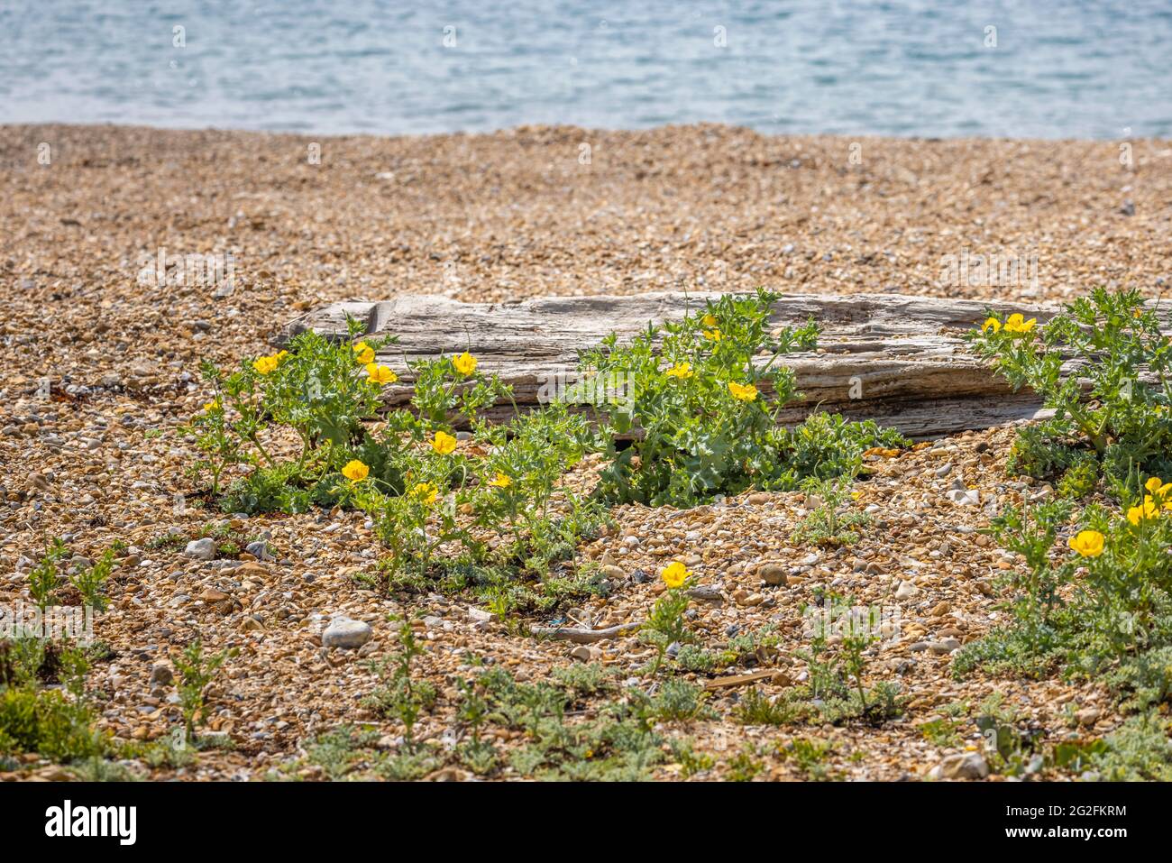 Gelbhornmohn (Glaucium flavum) und Meereskohl (Crambe maritima) wachsen am Strand von Southsea, Portsmouth, Hampshire, Südküste Englands Stockfoto
