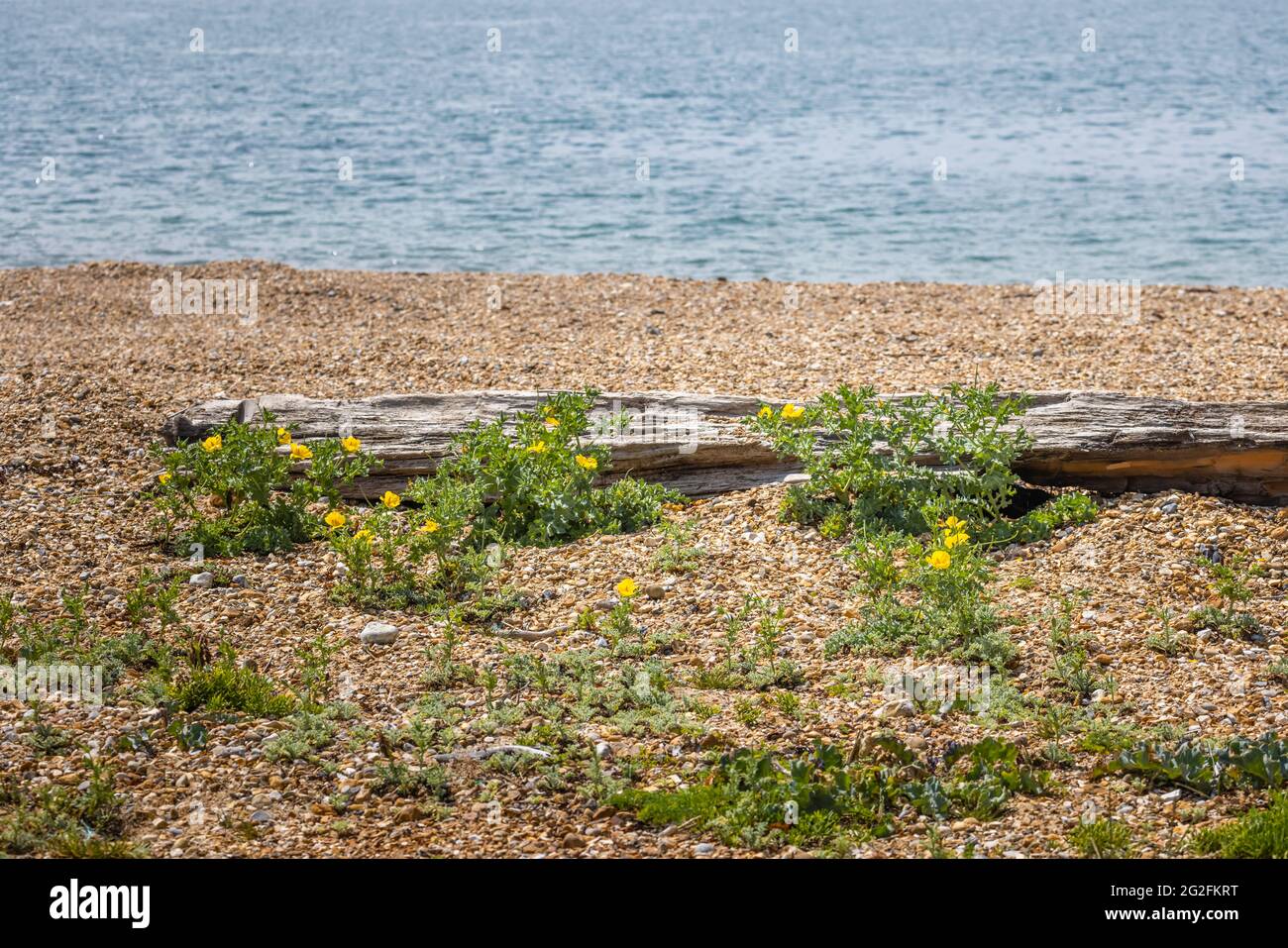 Gelbhornmohn (Glaucium flavum) und Meereskohl (Crambe maritima) wachsen am Strand von Southsea, Portsmouth, Hampshire, Südküste Englands Stockfoto
