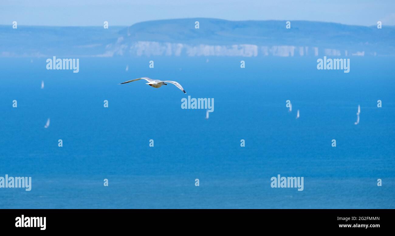 Eine Möwe, die über den Solent in Richtung der Dorset-Küste fliegt und mit den Segeln von Yachten von der Isle of Wight UK übersät ist Stockfoto