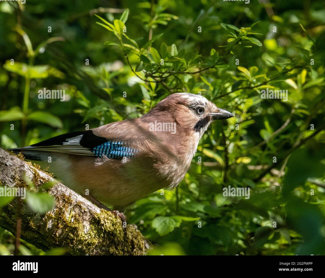 Jay oder Eurasian Jay Garrulus glandarius auf der Suche nach Nahrung am Rande eines englischen Holzes Stockfoto