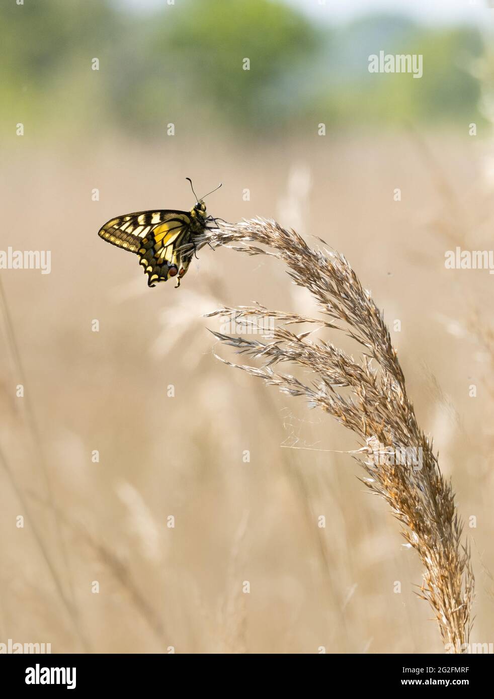 Kürzlich tauchte der Schwalbenschwanzschmetterling Papilio machaon Britannicus auf dem Jungfernflug bei Hickling Broad in Norfolk UK auf Stockfoto