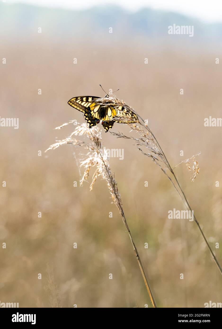 Kürzlich tauchte der Schwalbenschwanzschmetterling Papilio machaon Britannicus auf dem Jungfernflug bei Hickling Broad in Norfolk UK auf Stockfoto