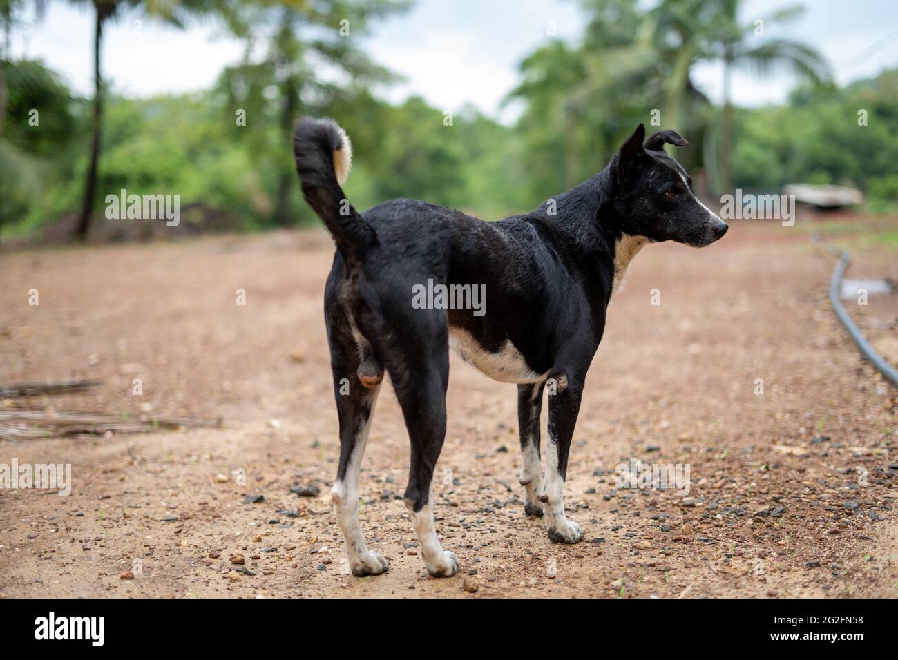 Nahaufnahme eines schwarzen pye-Hundes im Freien Stockfoto