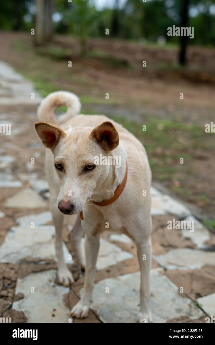 Vertikale Nahaufnahme eines weißen pye-Hundes im Freien Stockfoto