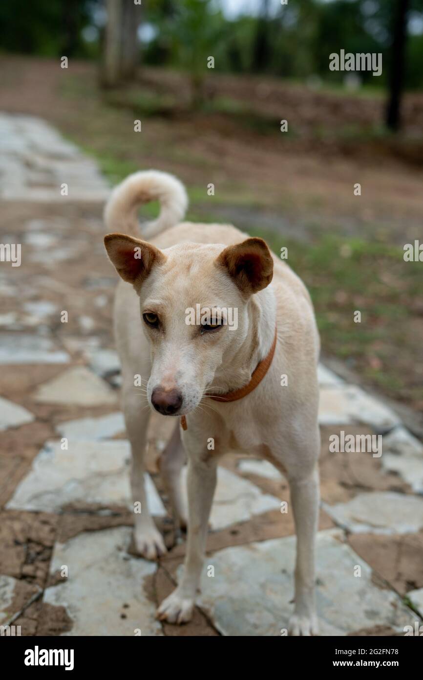 Vertikale Nahaufnahme eines weißen pye-Hundes im Freien Stockfoto