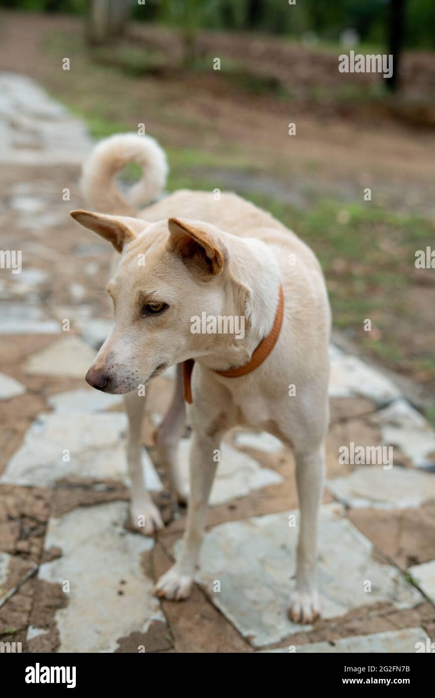 Vertikale Nahaufnahme eines weißen pye-Hundes im Freien Stockfoto