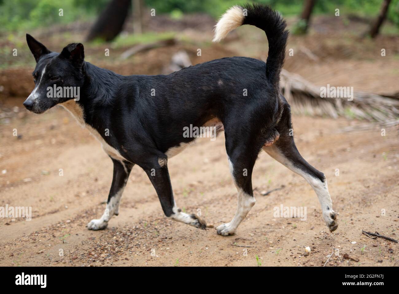 Nahaufnahme eines schwarzen pye-Hundes im Freien Stockfoto