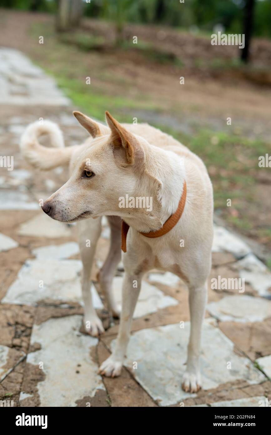 Vertikale Nahaufnahme eines weißen pye-Hundes im Freien Stockfoto