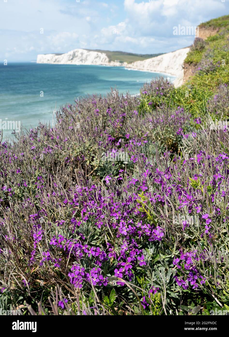 Kräftiges Wachstum des purpurroten, blühenden Hory Stock Matthiola incana an den Klippen der Freshwater Bay auf der Isle of Wight UK mit Blick auf Tennyson Down Stockfoto