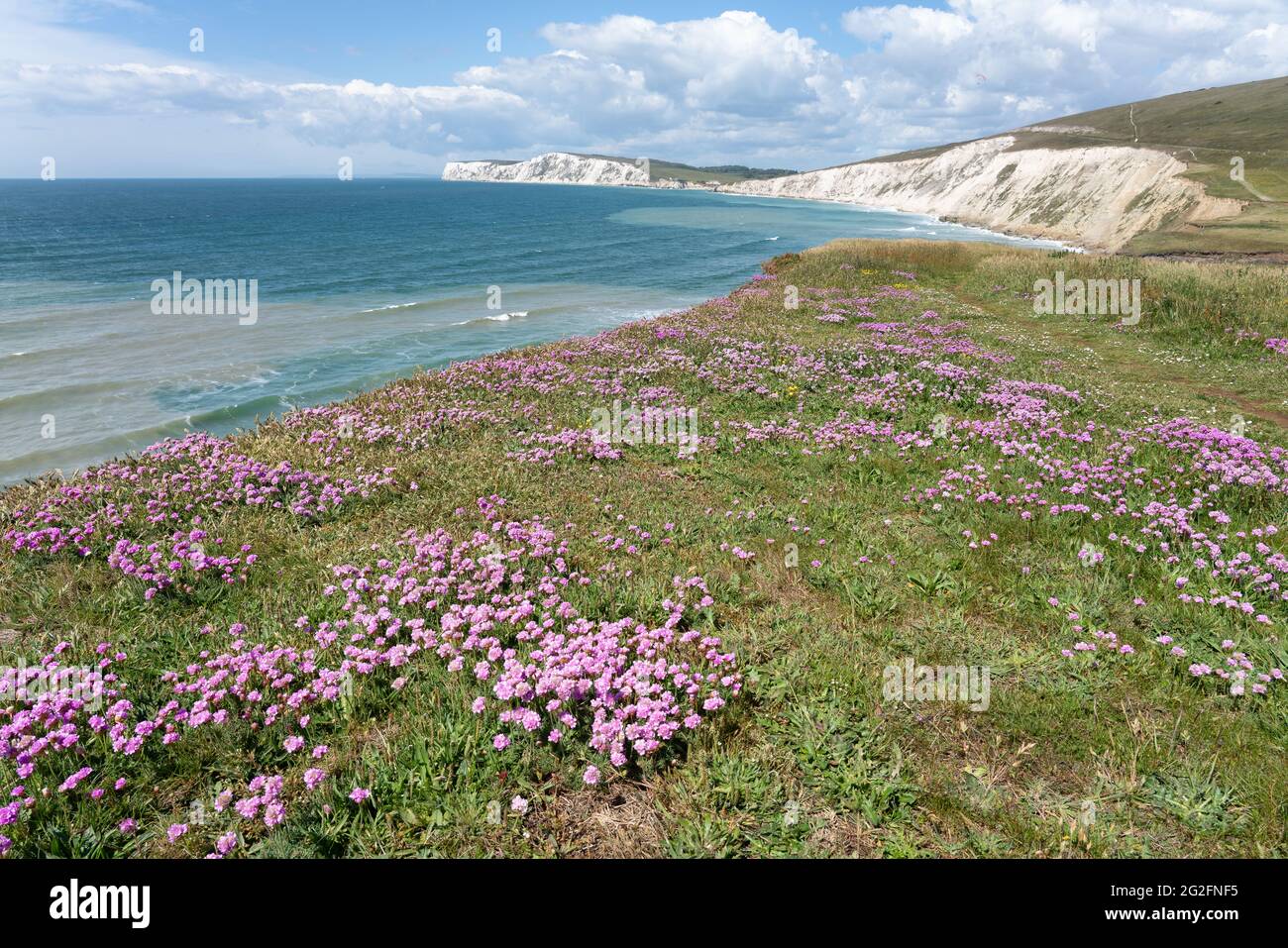 Matten aus gediegener oder meerrosa Armeria maritima an der Südküste der Isle of Wight UK mit Blick auf die Kreidefelsen von Tennyson Down Stockfoto