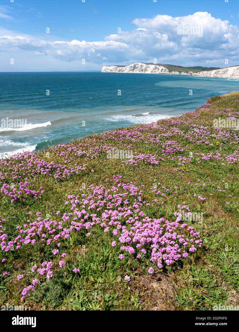 Matten aus gediegener oder meerrosa Armeria maritima an der Südküste der Isle of Wight UK mit Blick auf die Kreidefelsen von Tennyson Down Stockfoto