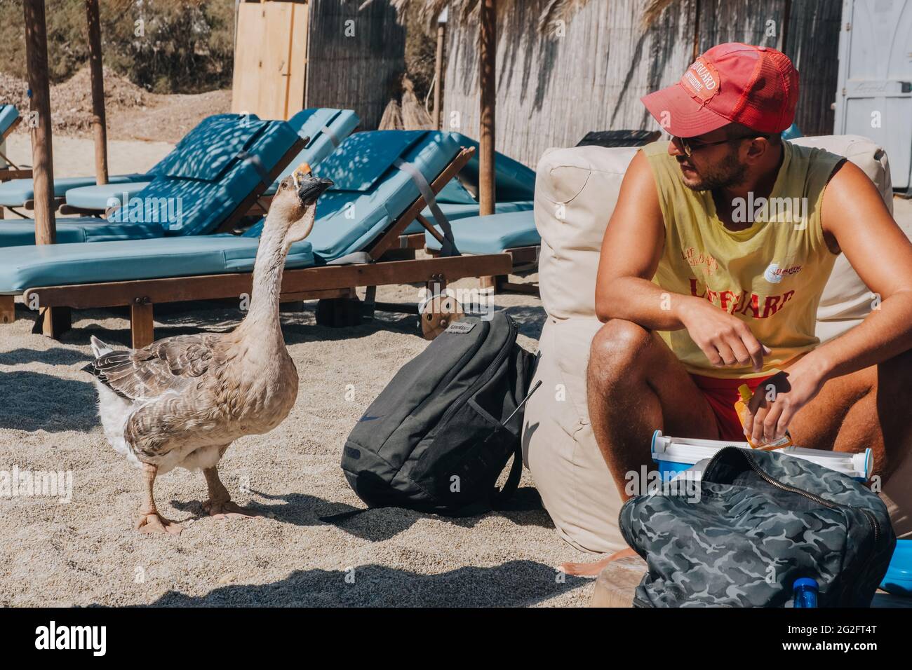 Kalafati, Griechenland - 24. September 2019: Diana, die Gans, ein Maskottchen des Kalafati Strandes, Mykonos, nähert sich neugierig einem Rettungsschwimmer, der um Nahrung bittet. Stockfoto