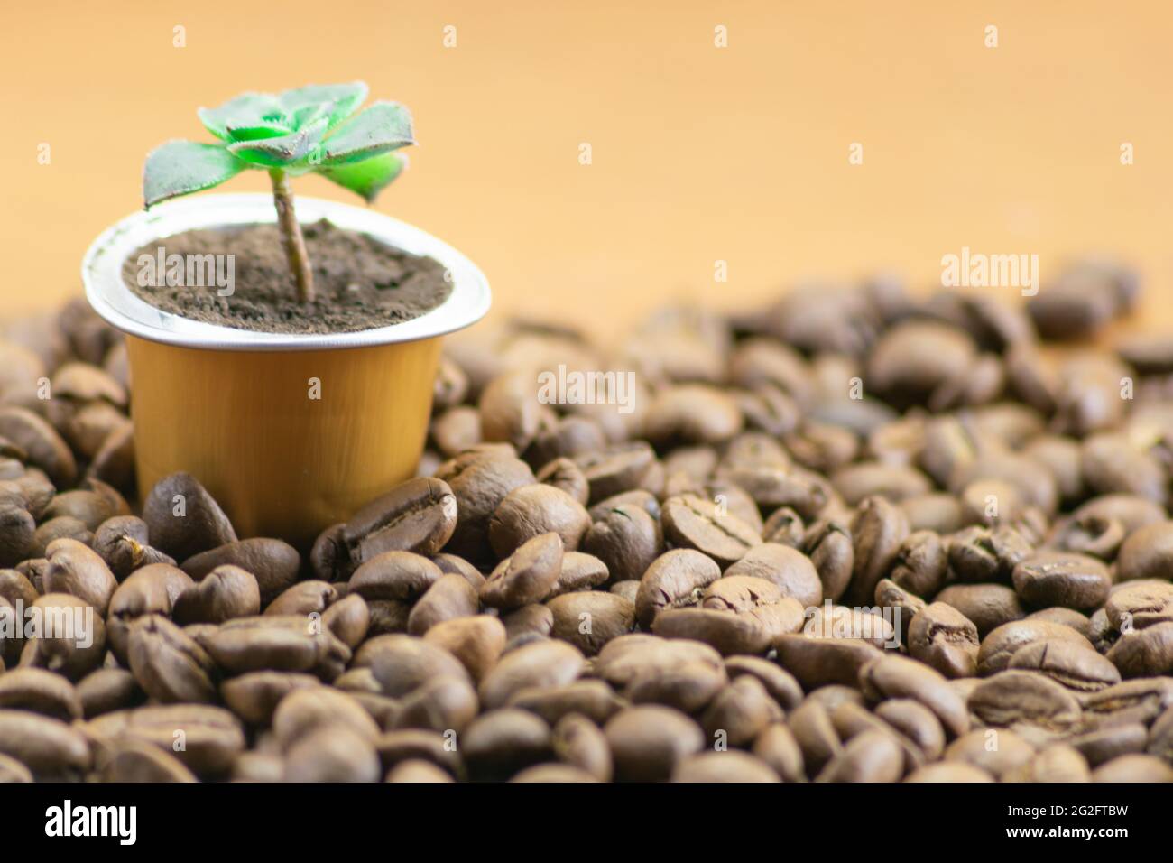 Kaffeekapsel mit grüner Pflanze auf gerösteten Kaffeebohnen Stockfoto
