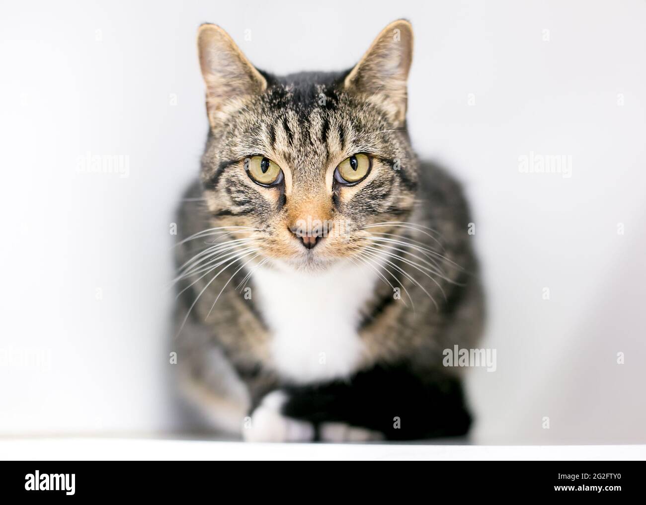 Eine kurzhaarige, tabby kauernde Katze, die ernsthaft auf die Kamera starrt Stockfoto